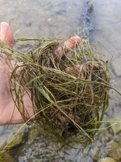 Spiral Tasselweed thumbnail 4