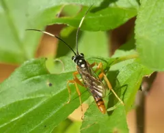 Cratichneumon w-album thumbnail 1