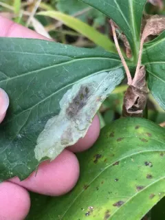 Calycomyza frickiana thumbnail 1