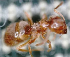 Mound-building Swamp Ant thumbnail 2