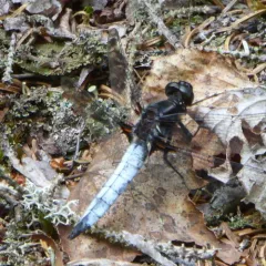 White Corporal thumbnail 3