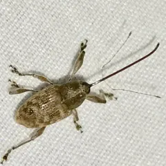 Curculio proboscideus thumbnail 4