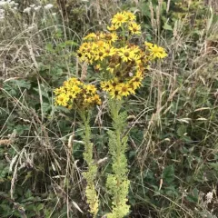 ragwort thumbnail 3