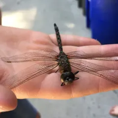 Blue-eyed Darner thumbnail 3