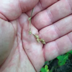 Delicate Quill Sedge thumbnail 2