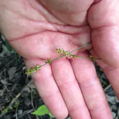rosy sedge thumbnail 4