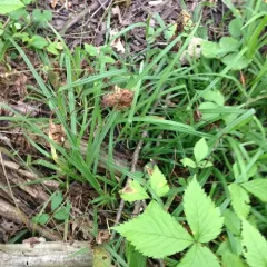 hairy sedge thumbnail 4