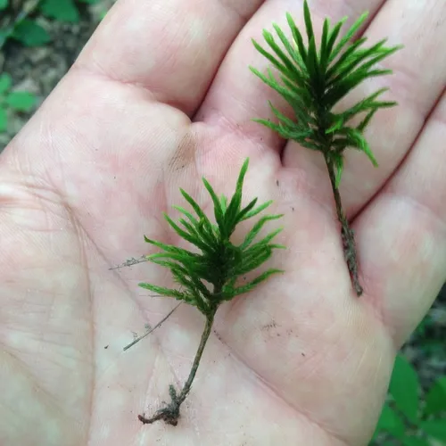 Tree Climacium Moss