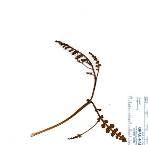 Mingan moonwort