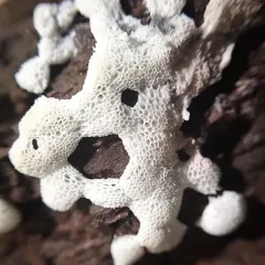 Honeycomb Coral Slime Mold thumbnail 5