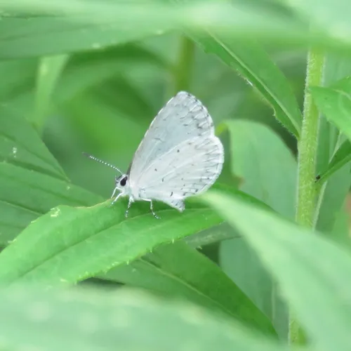 Summer Azure