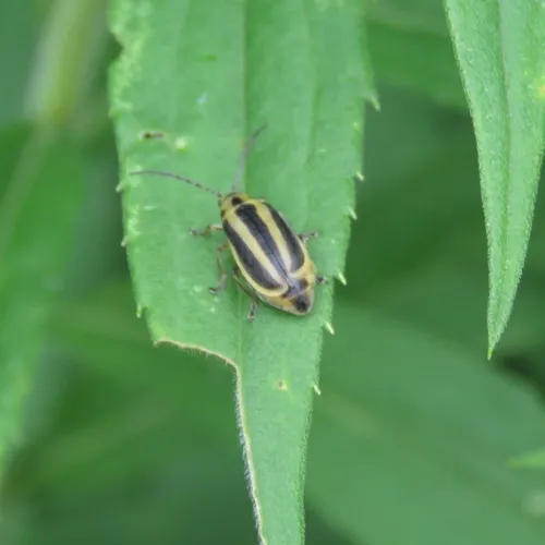 Goldenrod Leaf Beetle