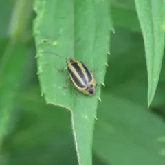 Goldenrod Leaf Beetle thumbnail 1