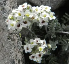 Alpine Smelowskia thumbnail 4