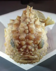 Atlantic Spiny Lumpsucker thumbnail 4