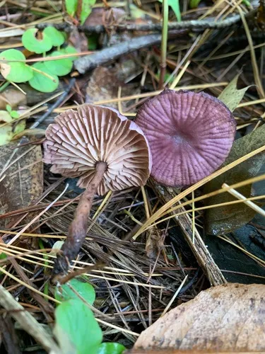 Gymnopus iocephalus