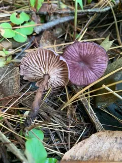 Gymnopus iocephalus thumbnail 1