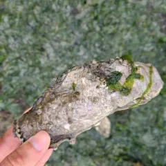Pacific Oyster thumbnail 1