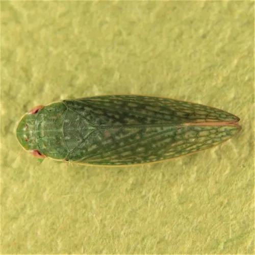 Rugosana querci