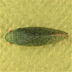 Rugosana querci thumbnail 1