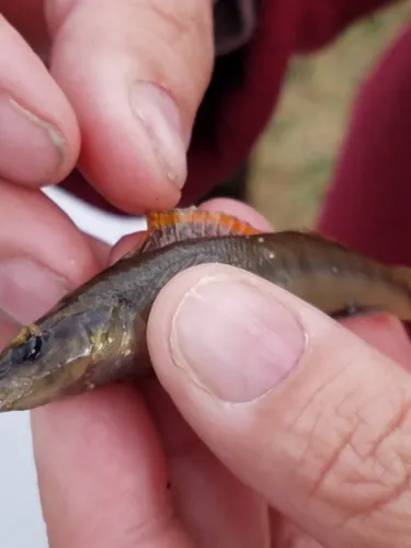 Slenderhead Darter