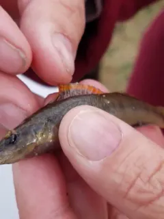 Slenderhead Darter thumbnail 1