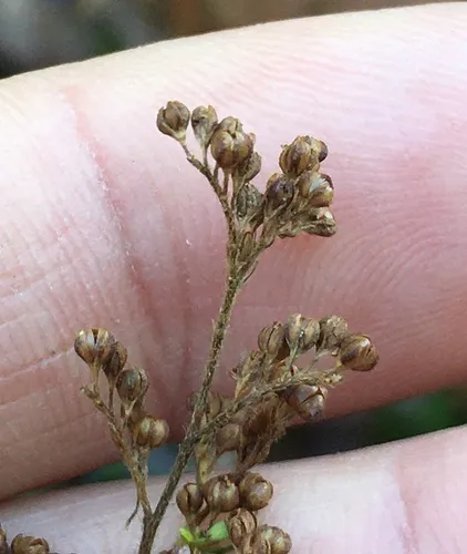 Hairy Pinweed