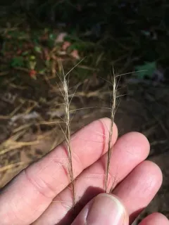 Slim-spike Three-awn Grass thumbnail 2
