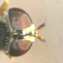 Variable Roundtail thumbnail 4