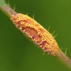 Nettle Clustercup Rust fungus thumbnail 2