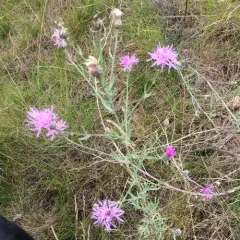 spotted knapweed thumbnail 4