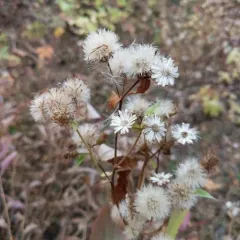 Showy Aster thumbnail 1