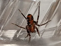 Prairie Ant-mimic Sac Spider thumbnail 3