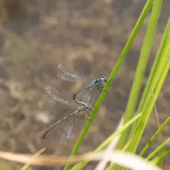 Sweetflag Spreadwing thumbnail 3