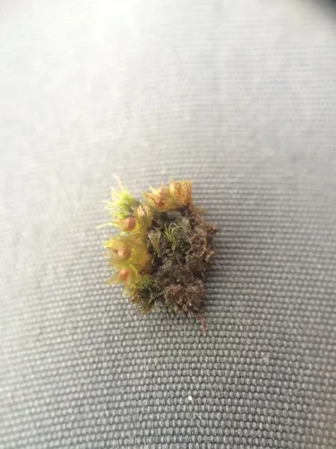 Immersed Physcomitrium Moss