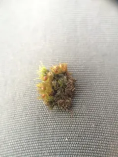 Immersed Physcomitrium Moss thumbnail 1