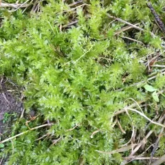 Badge Moss thumbnail 3