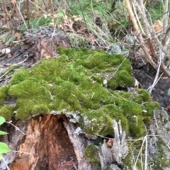 Fragile Fork-moss thumbnail 2