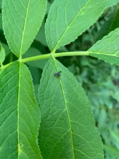 Rhagoletis tabellaria thumbnail 3