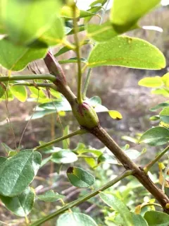 Walshia amorphella thumbnail 4