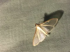 Four-spotted Palpita Moth thumbnail 2