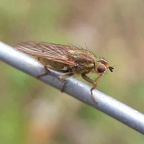 Golden Dung Fly