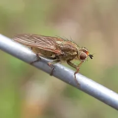 Golden Dung Fly thumbnail 1