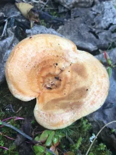 Lactarius aestivus thumbnail 2