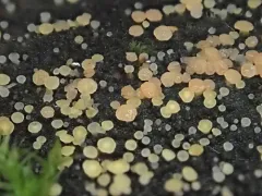 Bisporella subpallida thumbnail 2