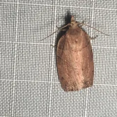 Woodgrain Leafroller Moth thumbnail 2