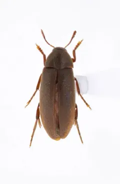 Orchesia castanea thumbnail 2
