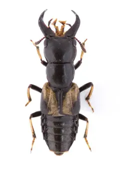 Oxyporus femoralis thumbnail 3