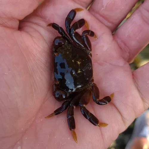 Purple Shore Crab