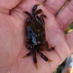 Purple Shore Crab thumbnail 1